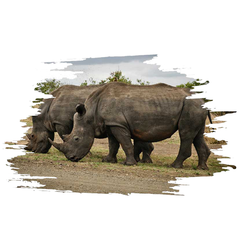 Rhino in the wild on a luxury African safari, showcasing Africa's majestic wildlife.