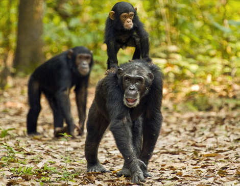 Gombe National Park